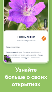 Карточка определенного растения в Flora Incognita