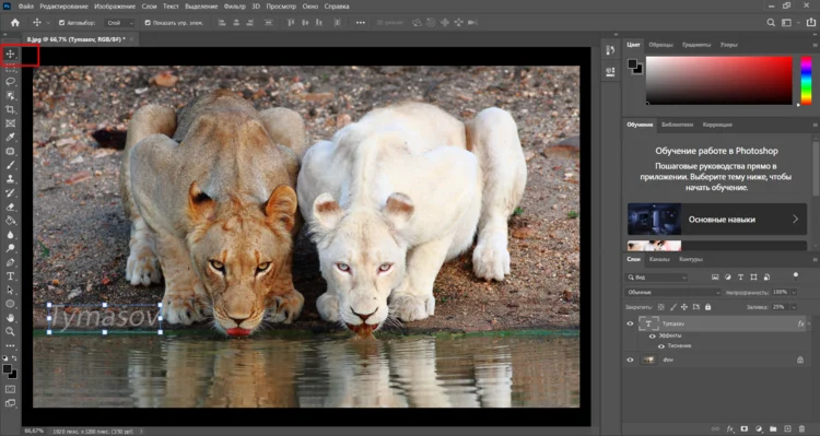 Перемещение водяного знака по холсту Photoshop