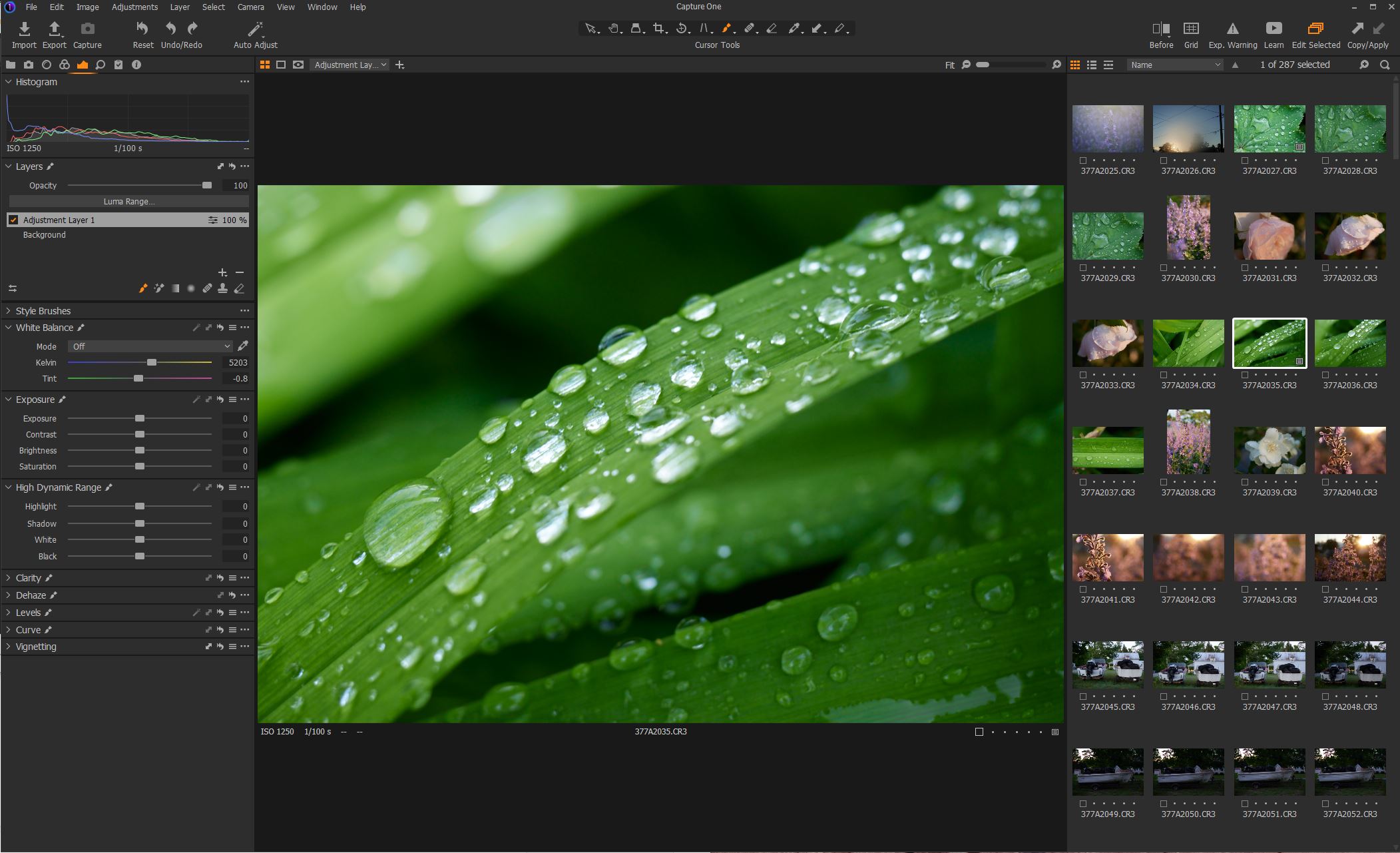 Рабочая область Capture One Pro с просмотром и браузером RAW-файлов