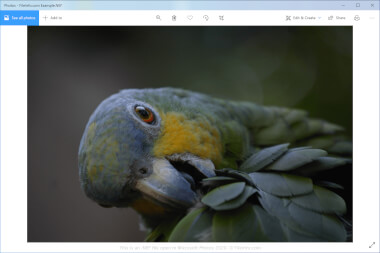 Файл NEF, открытый в приложении Microsoft Photos